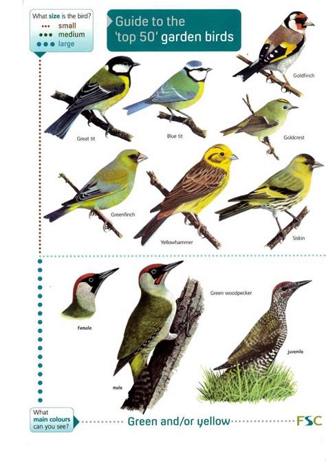 Identification Backyard British Garden Birds