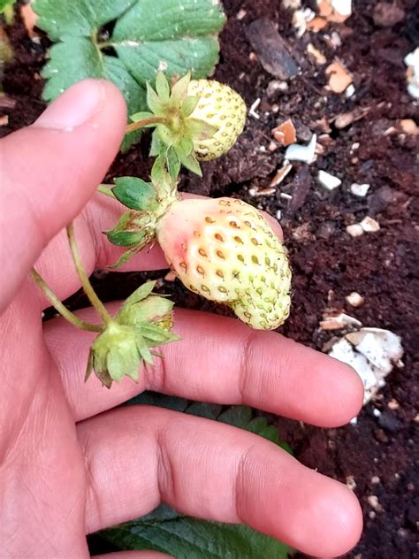 Is This Normal Strawberries R Gardening