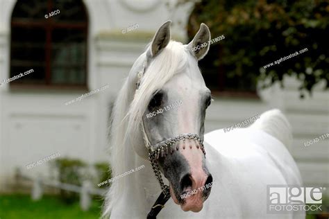 White Arabian Horse Stallion With Jewelry Holster Stock Photo Picture