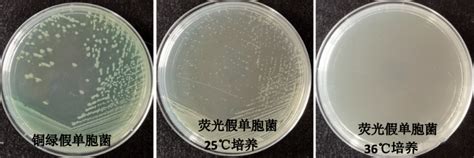 十六烷三甲基溴化铵琼脂 产品详情 青岛海博生物