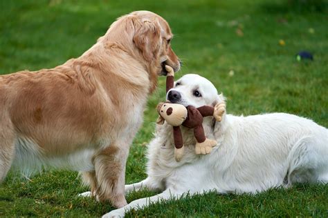 C Mo Elegir El Mejor Juguete Para Tu Mascota Seg N Su Personalidad