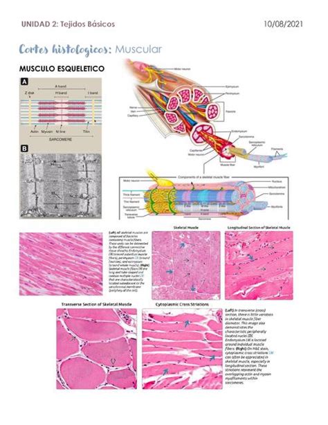 Cortes Histol Gicos Muscular Leticia Gonz Lez Udocz