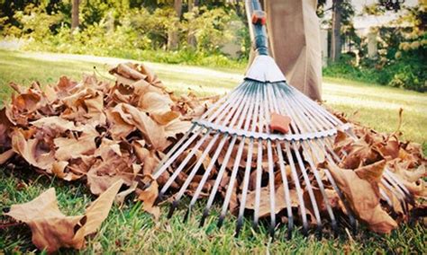 Top Rated Fall Clean Up Services In Calgary Find Service Details And