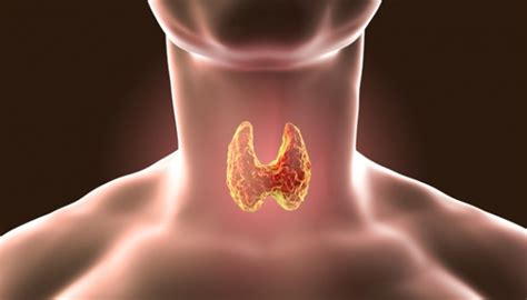 Mengenal Fungsi Kelenjar Tiroid Bagi Sistem Organ Tubuh Gaya