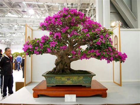 The Most Beautiful And Unique Bonsai Trees In The World Bougainvillea Bonsai Bonsai Tree