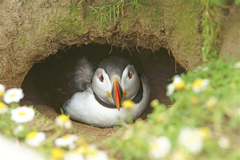 Atlantic Puffin - Oceana Canada