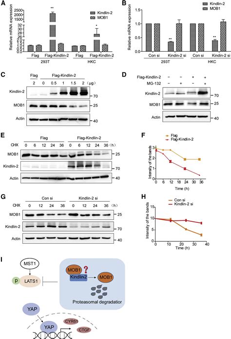 Kindlin 2 Inhibits The Hippo Signaling Pathway By Promoting Degradation