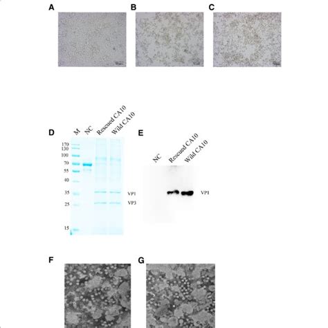 Construction Of A Full Length CDNA Clone Of CA10 A Schematic