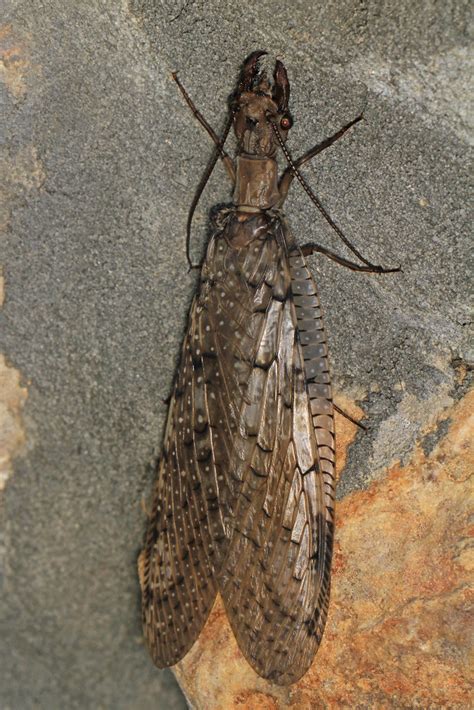 Eastern Dobsonfly Corydalus Cornutus Allegany County M Flickr