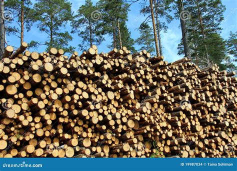 A Large Stack Of Wood For Renewable Energy Stock Photo Image Of Pile