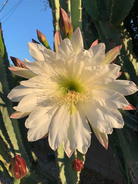 Cereus repandus showing off : r/cactus