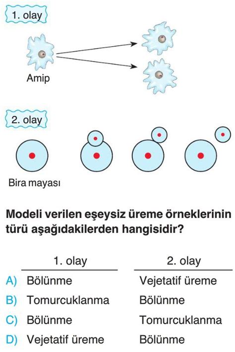 Bitki Ve Hayvanlarda Reme B Y Me Ve Geli Me Test Z S N F Fen