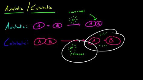 Biology Lecture - 28 - Anabolic and Catabolic Reactions - YouTube