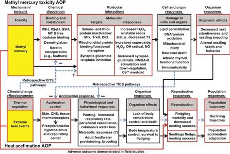 Adverse Outcome Pathways Aops For Investigating Demonstrated