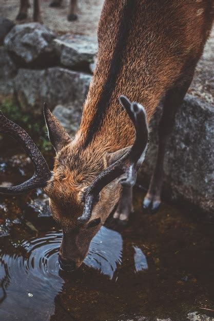 Premium Photo | High angle view of deer drinking water in lake