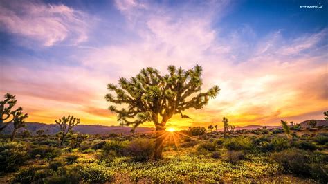 Stan Kalifornia Drzewo Jozuego Park Narodowy Joshua Tree Stany