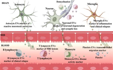 Circulating Immune And Brain Derived Evs As Markers Of The Pathogenesis Download Scientific