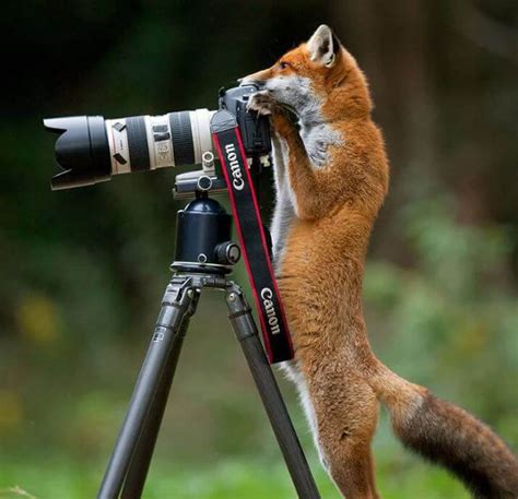 Quand Les Animaux Sauvages Surprennent Leurs Photographes Anna Galore