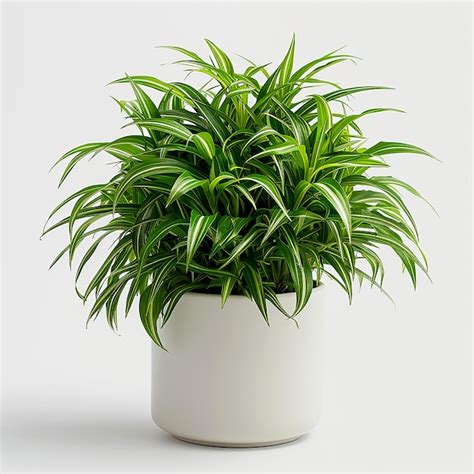 Premium Photo Spider Plant Chlorophytum Comosum In White Pot