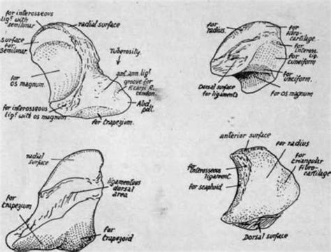 Scaphoid