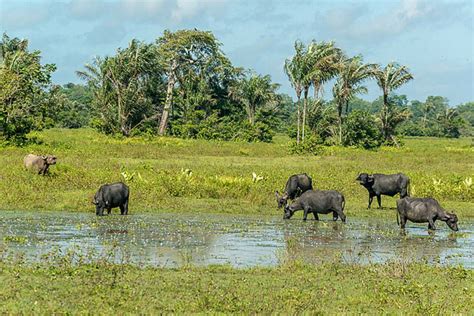 Belém Marajó Island Day Trip with Buffalo Farm Visit GetYourGuide