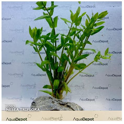 Nesea triflora SUBMERSED/BUNCH – Aquatic Plants Australia