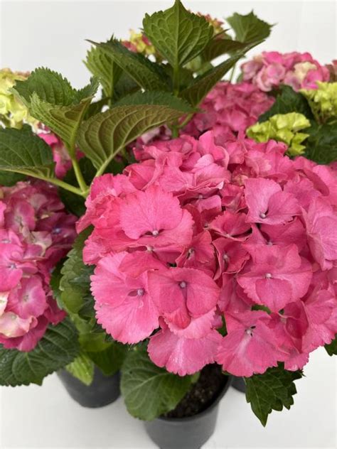 Hydrangea Pink Bouquet The Plant Store Nz