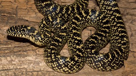 High Yellow King Snake