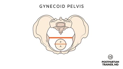 Small Pelvis and Pregnancy [The 4 Types & What They Mean] - Postpartum Trainer, MD