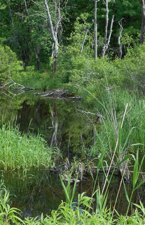 をキャンセ Wetland Indicators A Guide to Wetland Formation Identification