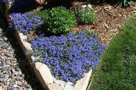 Denver Landscape Plants Turkish Veronica Veronica Liawnensis Ground