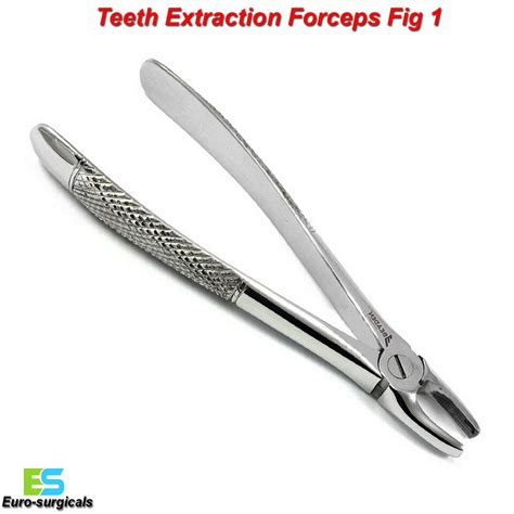 Tooth Extraction Forceps Fig Dental Upper Centrals Canines Incisors