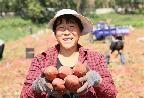 汝阳：秋意渐浓收薯忙澎湃号·政务澎湃新闻 The Paper