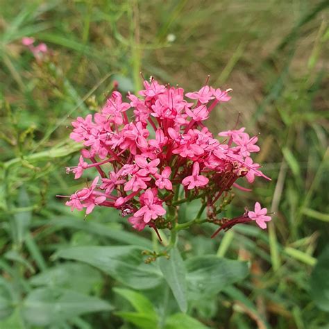 Red Valerian From Selby VIC 3159 Australia On January 26 2023 At 11