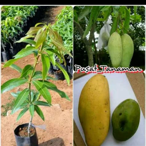 Jual Bibit Pohon Mangga Golek Shopee Indonesia