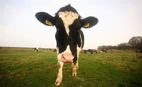 Cow Names: The 700 Most Popular Names for Cows | PetPress