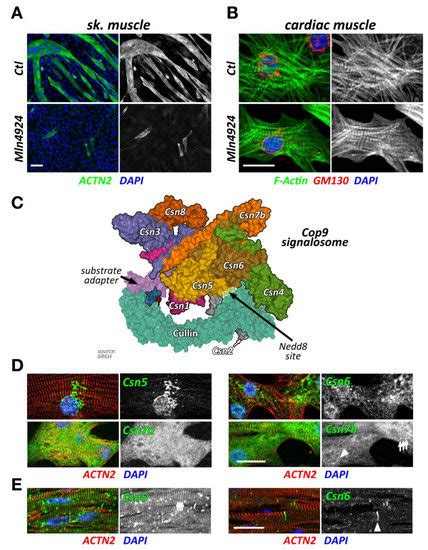 Ijms Free Full Text The Role Of Cullin Ring Ligases In Striated