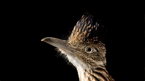 Greater roadrunner, facts and photos