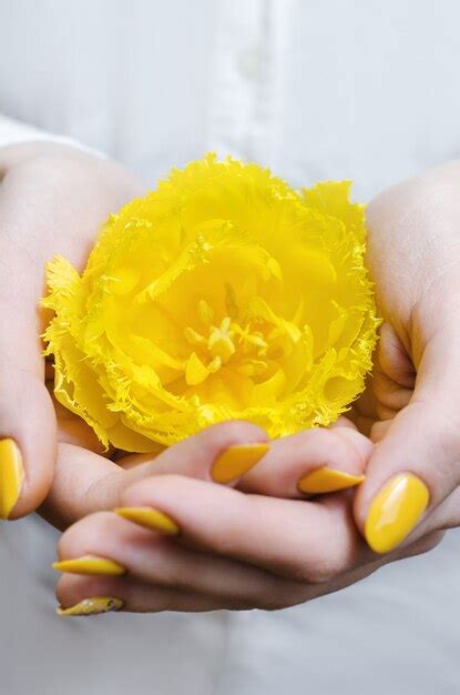 Premium Photo Female Hand Holding Yellow Tulip