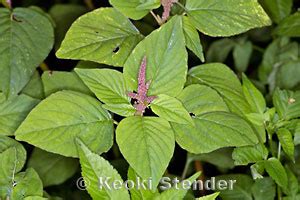 Slender Amaranth, Amaranthus viridis