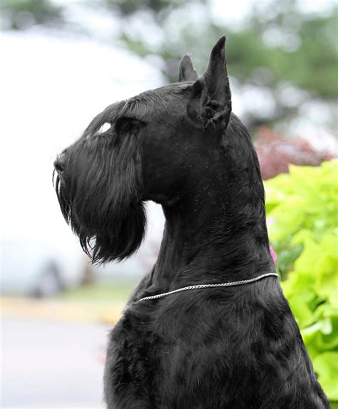 Black Giant Schnauzer For Sale 2024 - Faun Marjie