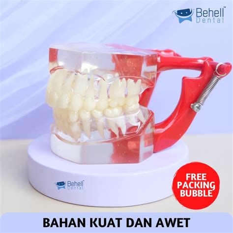 Jual Dental Study Model Gigi Transparan Patung Pantom Belajar Dental