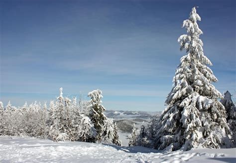 Premium Photo | Snowcovered tree