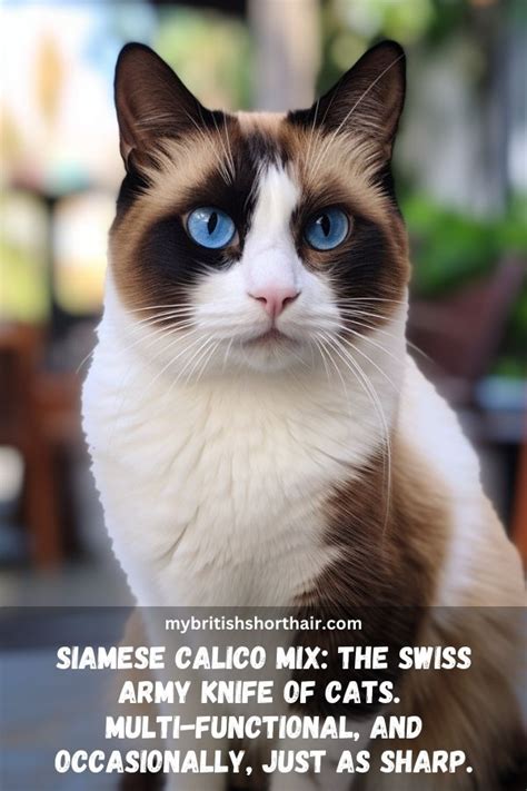 Siamese Calico Mix Cats - 15 Fascinating Facts About Calico And Siamese Cat Mix