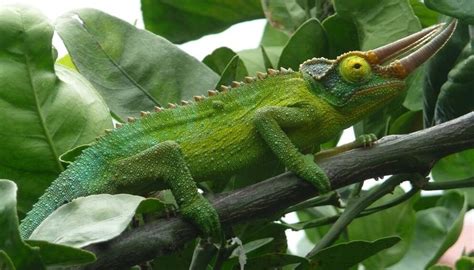 Jackson's Chameleon: Care Guide & Species Profile