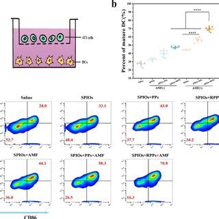 The Potent Activation Of Dcs In Vitro Mediated By Rpps Potentiated Mild