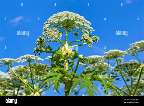 Giant Hogweed Heracleum Mantegazzianum Blooming Germany Bavaria