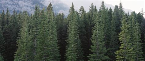 Types Of Evergreen Trees | The Tree Center™