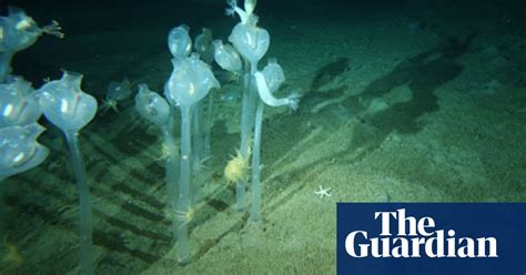 Monsters Of The Deep Conservation The Guardian