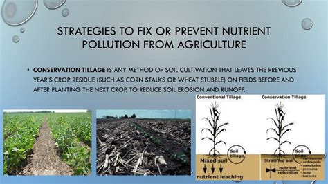 Ppt Eutrophication Nutrient Pollution Solutions Review Powerpoint